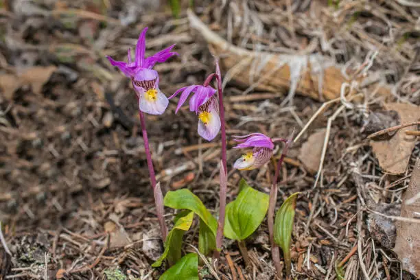 Calypso orchid (Calypso bulbosa), also known as the fairy slipper or Venus's slipper, is a perennial member of the orchid family. Yellowstone National Park