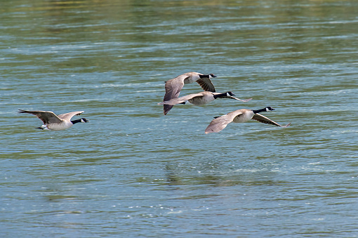 Northern Lapwing, vanellus vanellus, plover in wetlands