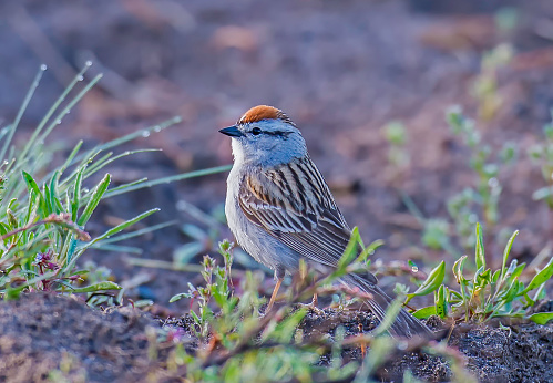 The chipping sparrow (Spizella passerina) is a species of American sparrow in the family Emberizidae. Yellowstone National Park
