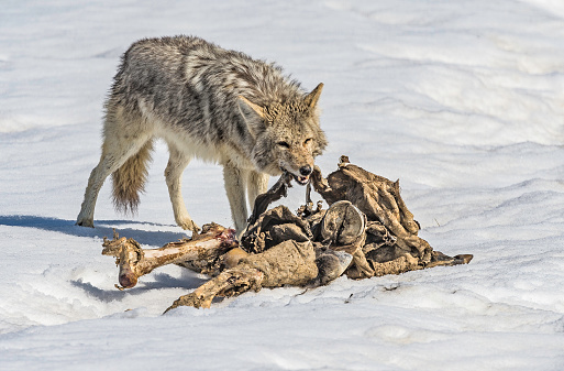 A coyote, Canis latrans, chewing on a old carcass of a bison. Yellowstone National Park, Wyoming.