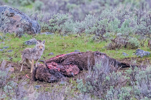 Coyote and bison carcass in Yellowstone National Park, Wyoming.