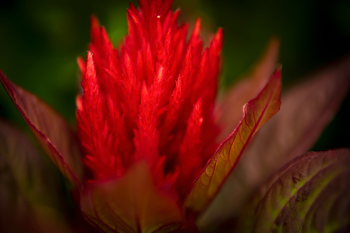 Macro of nature, flower leaf closeups