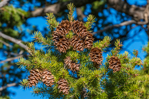 Pseudotsuga menziesii var. glauca, or Rocky Mountain Douglas-fir, is an evergreen conifer native to the interior mountainous regions of western North America. Yellowstone National Park, Wyoming. Cones.
