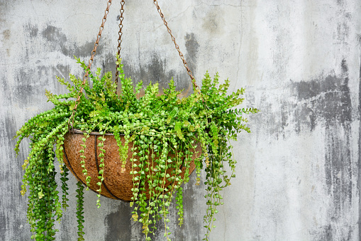 ornamental hanging plant, million heart plant or Dissidia ruscifolia decne in coconut fiber husk pot hanging on cement wall background, copy space
