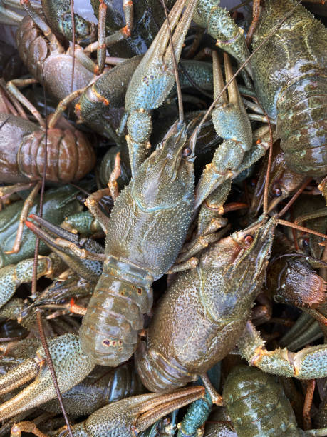 istock Natural background of live crayfish 1405733292