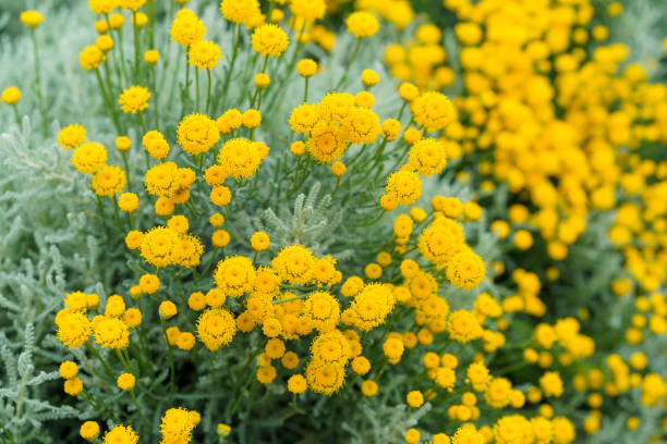 istock Natural background with decorative yellow chrysanthemum flowers 1405733439