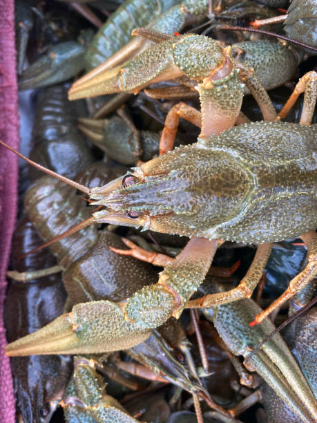 istock Natural background of live crayfish 1405733495