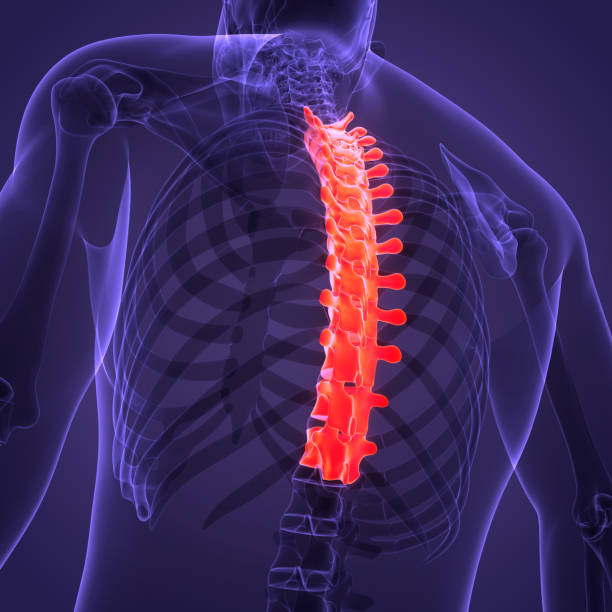 istock Spinal Cord Vertebral Column of Human Skeleton System Anatomy 1405735526