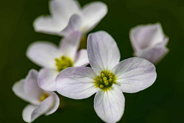 istock Cardamine pratensis in meadow 1405735637