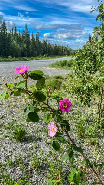 istock Wild roses in bloom in a forest in summer 1405735749