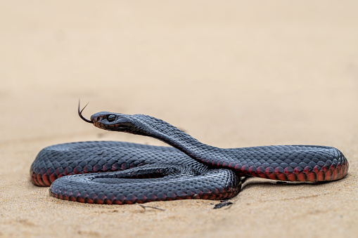 Australian Red-bellied Black Snake flickering it's tongue