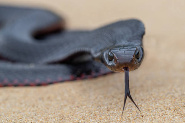 Australian Red-bellied Black Snake stock photo