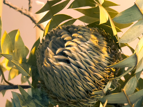Horizontal closeup photo of dried green Banksia leaves with a dried green Protea flower in a bouquet in a Florist shop.