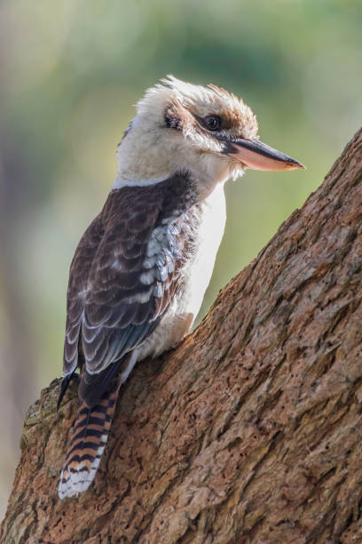istock Laughing Kookaburra on a gum tree branch 1405735947