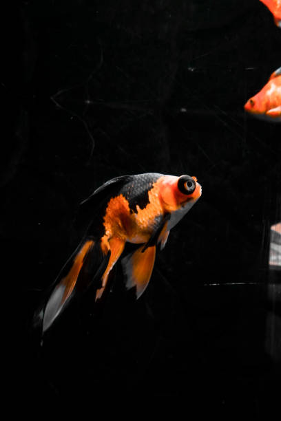 istock Fish in the aquarium 1405737912