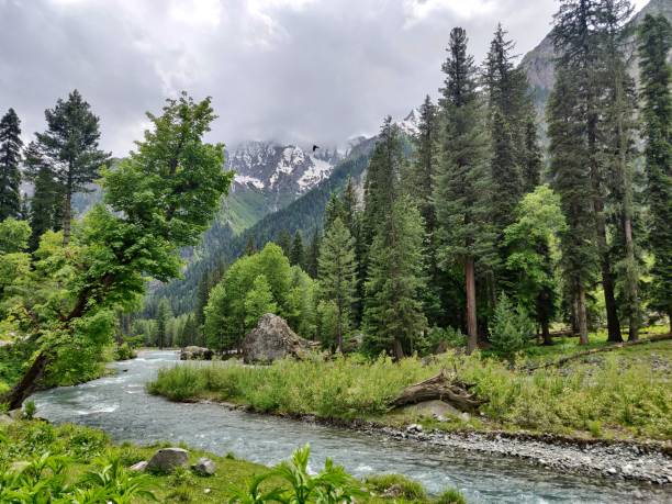 istock Scenic view of forest and river 1405738733