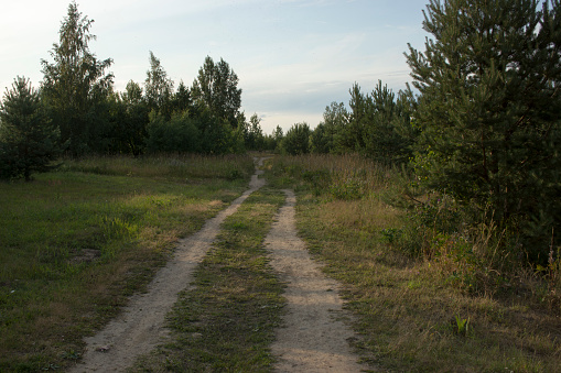 Natural green grass field in sunny day with dirt road pathway. Sandy road trail in green field. Spring season