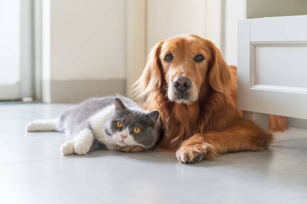 istock Golden Retriever and British Shorthair are friendly 1405744341