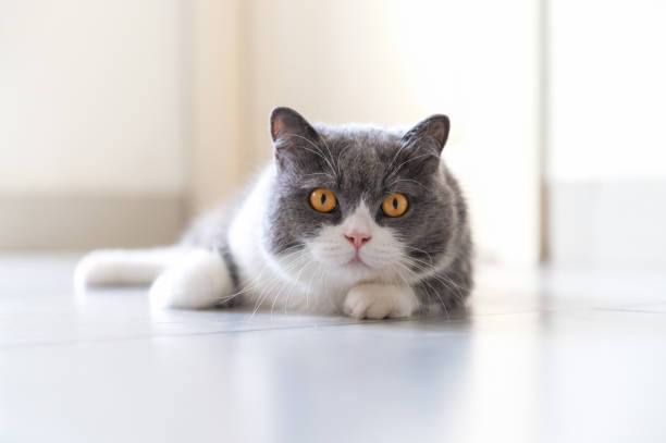 istock British Shorthair cat lying on the floor 1405744348