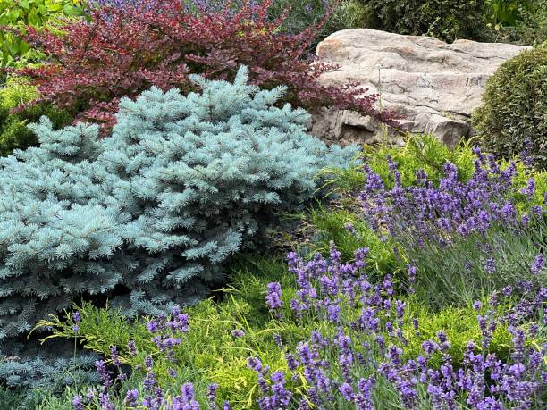 Beautiful park with purple lavender flowers, blue spruce, ornamental shrubs, green grass Beautiful park with purple lavender flowers, blue spruce, ornamental shrubs, green grass picea pungens stock pictures, royalty-free photos & images