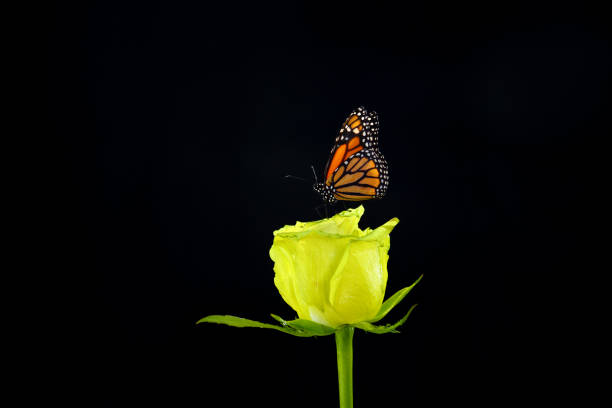 istock Monarch butterfly on a yellow rose 1405745803