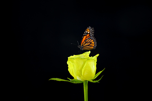 A butterfly is flying on a flower.