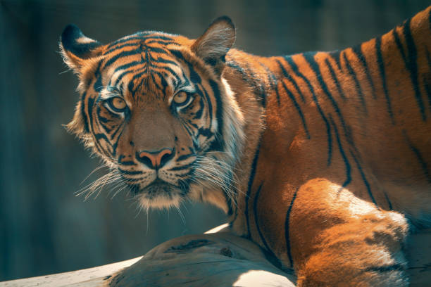 istock Lying tiger staring into the shot 1405747628