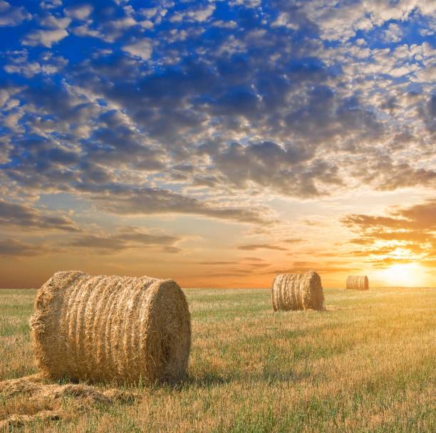 istock wheat field after a harvest by a sunset 1405747954