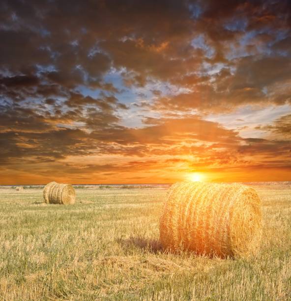 istock haystacks in a rural field at the sunset 1405747960