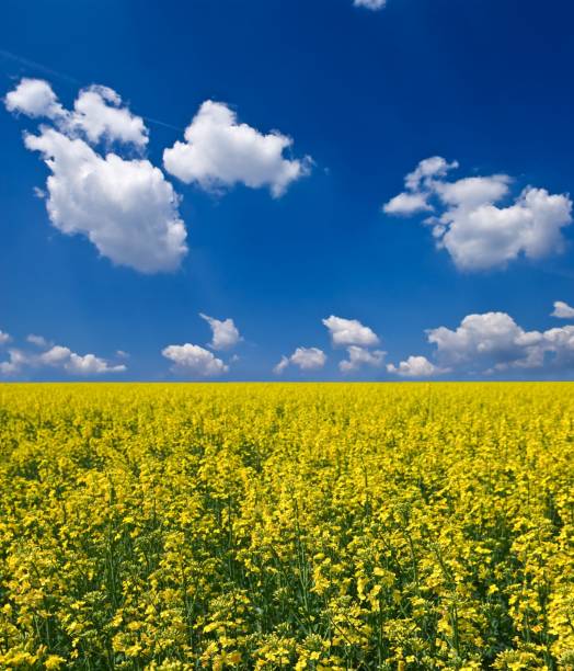 istock field of yellow flowers 1405748019