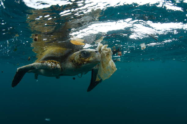 Sea Turtle and Plastic pollution Turtle trapped in plastic ropes ,can no longer feed in the ocean, condemned to starve. plastic marine life stock pictures, royalty-free photos & images