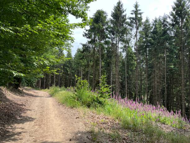 Forest path with flowers stock photo