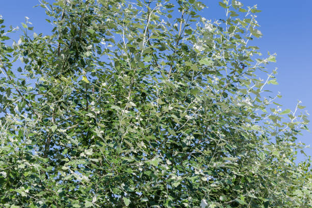Betula pubescens in bloom
