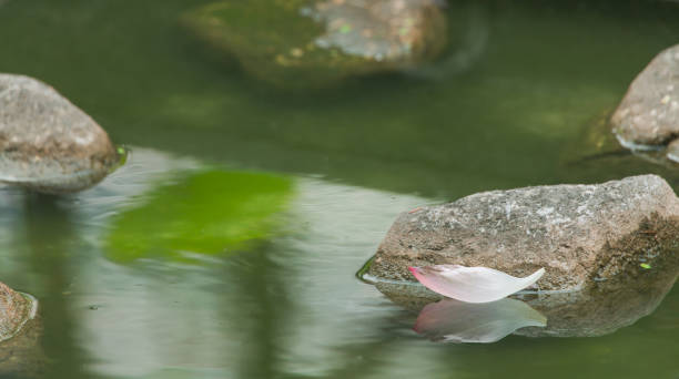 떠 다니는 연꽃잎 - water lily floating on water lotus leaf 뉴스 사진 이미지