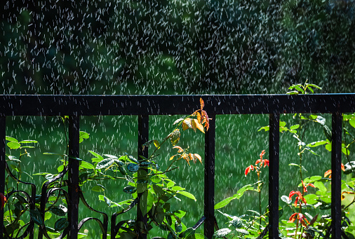 Green plants and iron fence in park with floral background