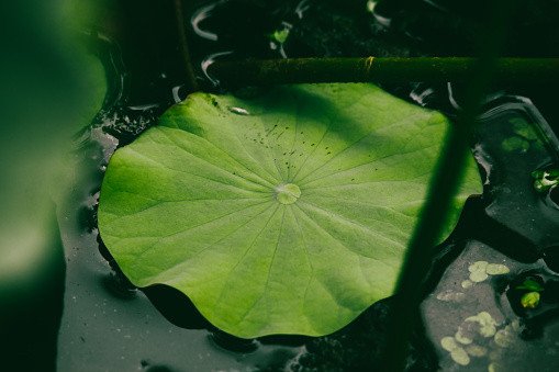 The Giant Water Lily sits isolated in dark water in great detail.  This lily, named after Queen Victoria, is always impressive.  The leaf can span more than 9' though this particular leaf was about 4' in diameter.  Photo taken at the Chicago Botanic Gardens.