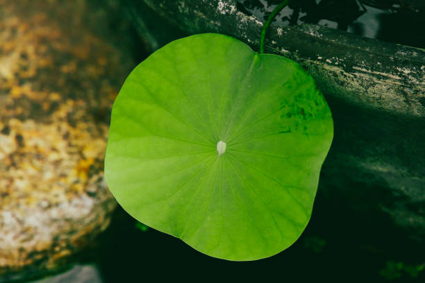 Summer lotus leaf lotus