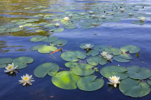 white lilies floating on a water