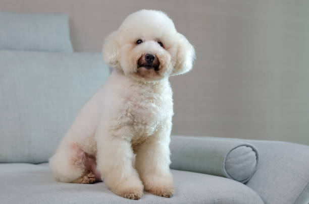 istock Adorable smiling white Poodle dog sitting and relaxing alone on blue couch 1405753630