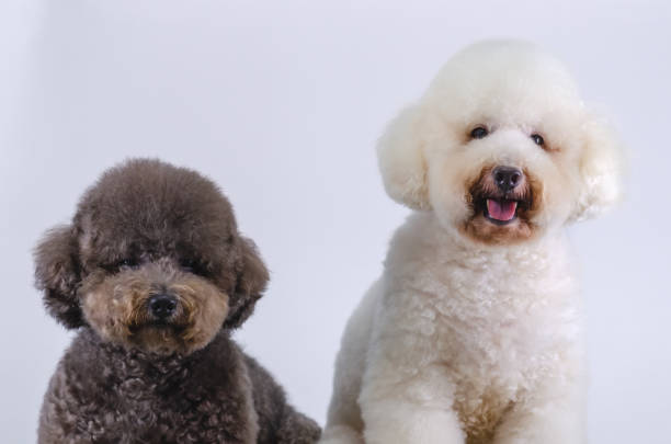 istock Two adorable Poodle dogs sitting together 1405753674