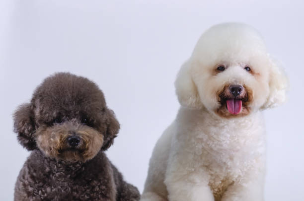 istock Two adorable Poodle dogs sitting together 1405753684