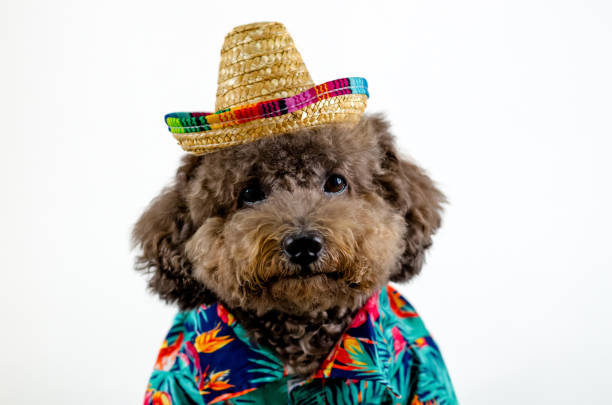 istock An adorable black Poodle dog wearing summer cloth with hat 1405753701