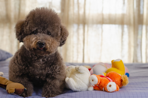 Adorable smiling and happy black Poodle dog sitting and taking many toys to play on bed.