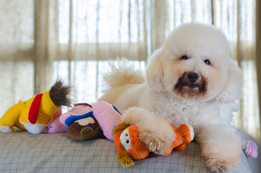 Adorable smiling and happy white Poodle dog sitting and taking many toys to play on bed.