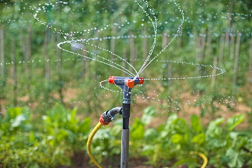 Gardening, horticulture and vegetable gardening on the farm. Agriculture. Growing organic vegetables in the beds. Sprinkler watering at a slow pace. slow motion.