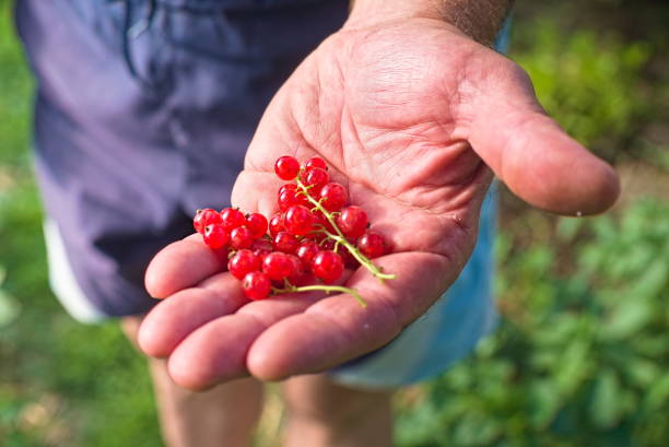 istock man holding a red currant. harvesting. eco product. natural vitamins. 1405753877