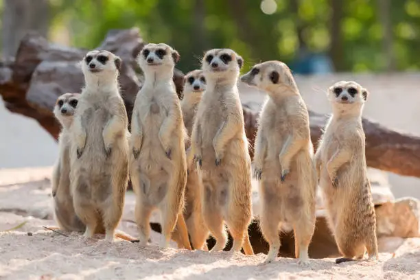 Portrait of meerkat family on the sand.