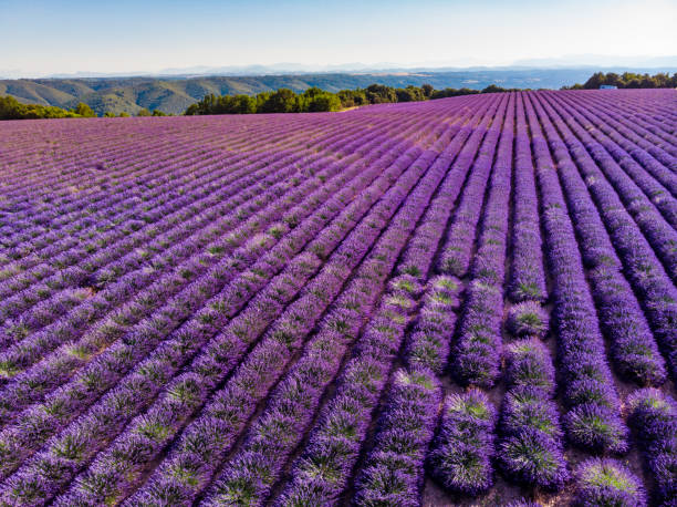 istock Lavender field in Provence France 1405756002