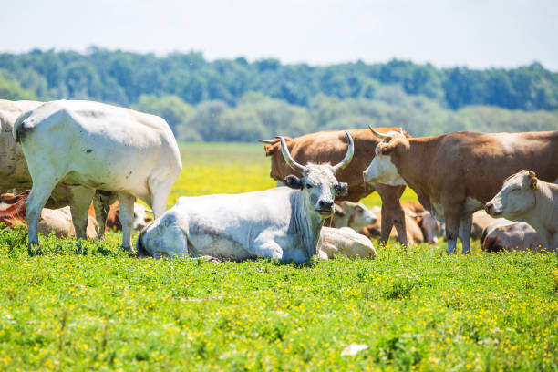 Lazy cows on pasture in nature park Lonjsko polje, Croatia