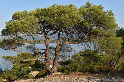 Pine trees at Halkidiki. Two tree trunks so close together.